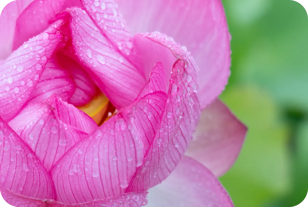 朝露をまとったハスの花
