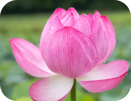咲いたハスの花
