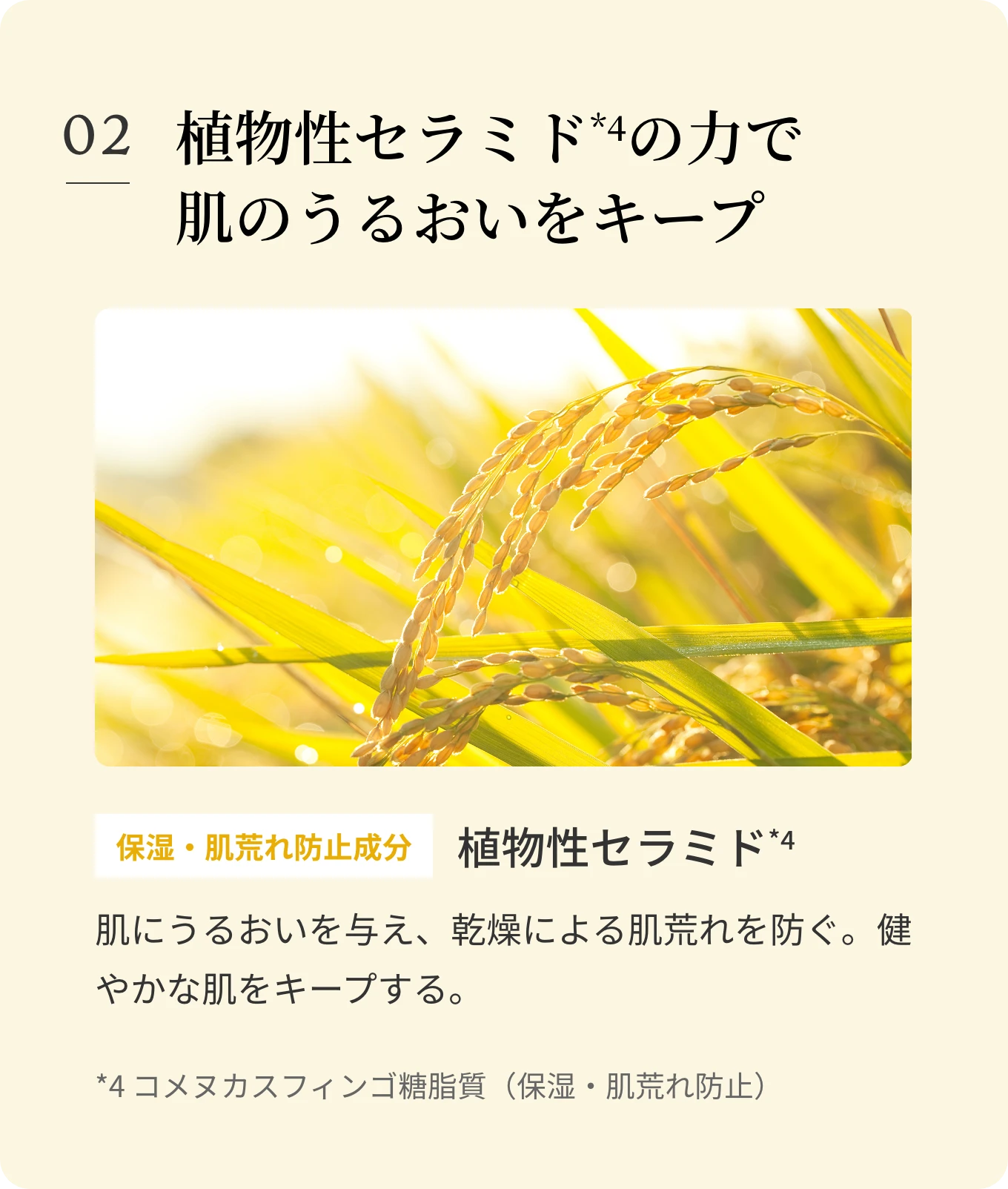 ポイント2 植物性セラミドの力で肌のうるおいをキープ