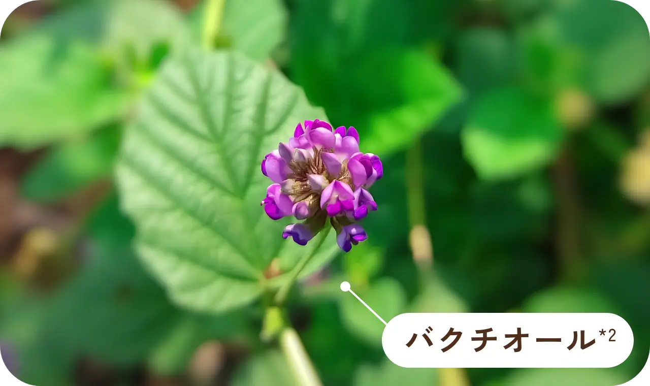 バクチオール*2