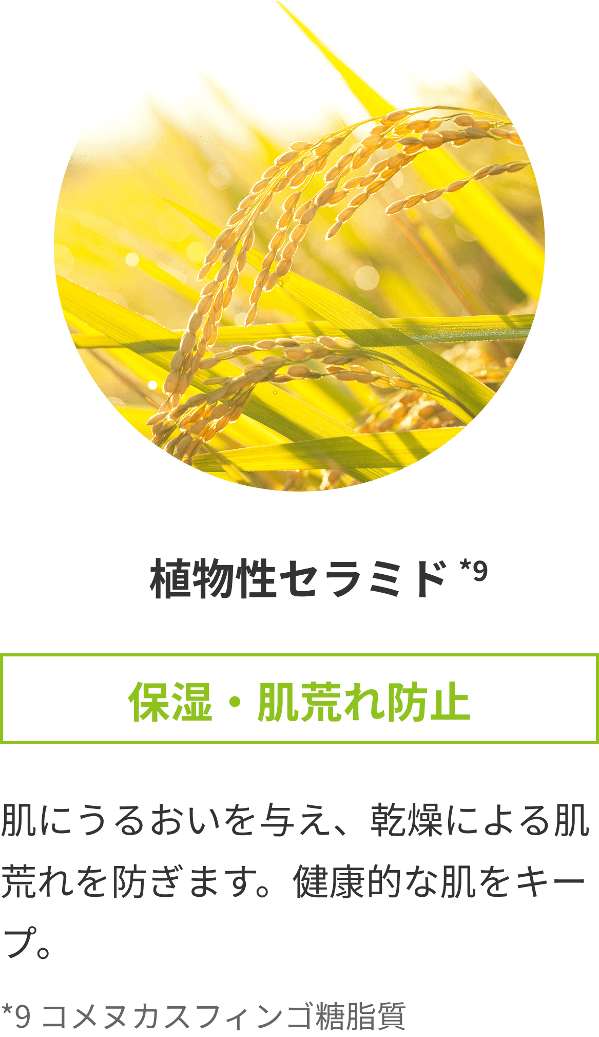 植物性セラミド