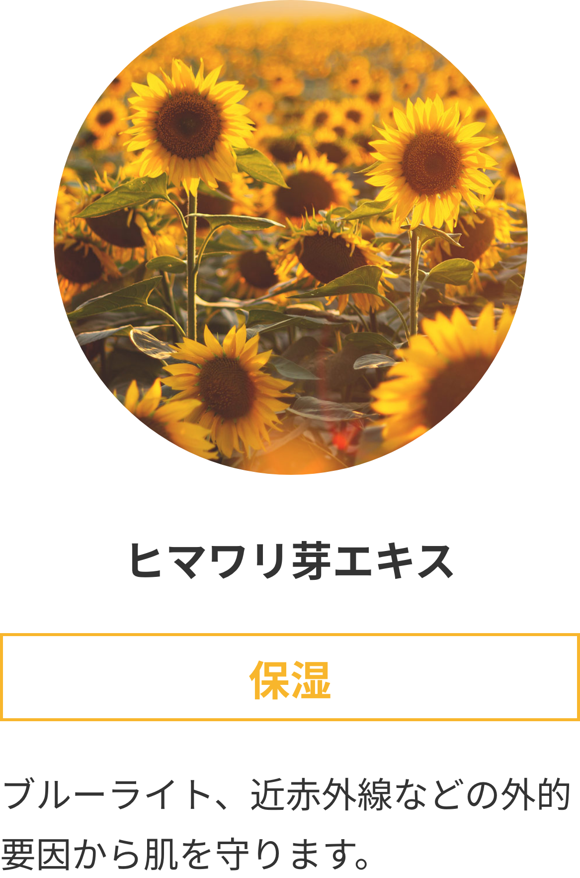 ヒマワリ芽エキスSP_修正後
