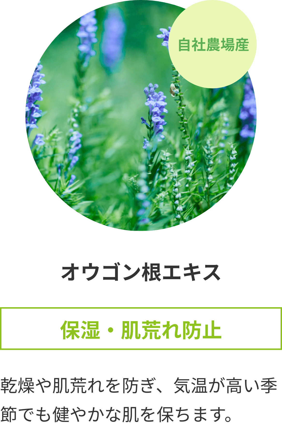 ougon_sp