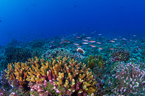 海洋生態系保護