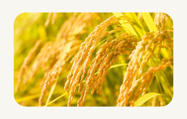 モイストリッチクリーム