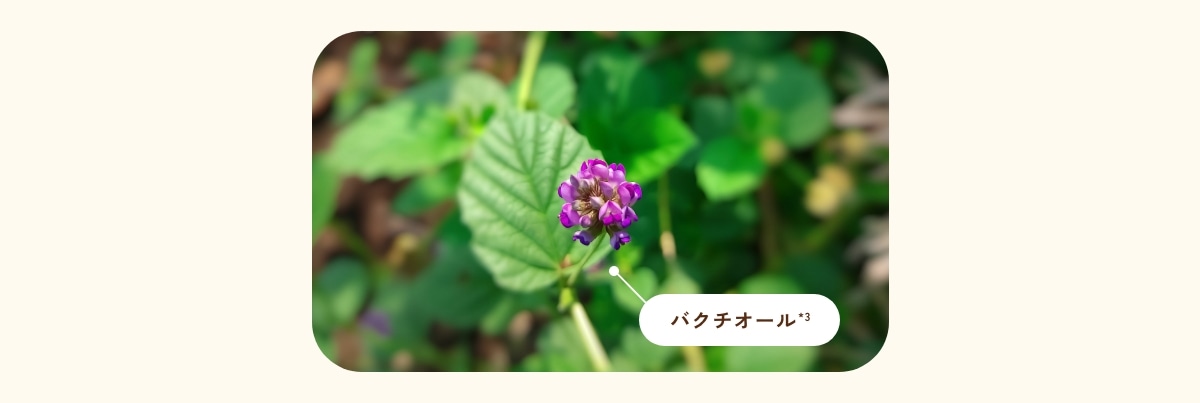 アイゾーンリペアエッセンス