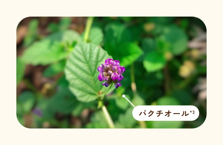 アイゾーンリペアエッセンス