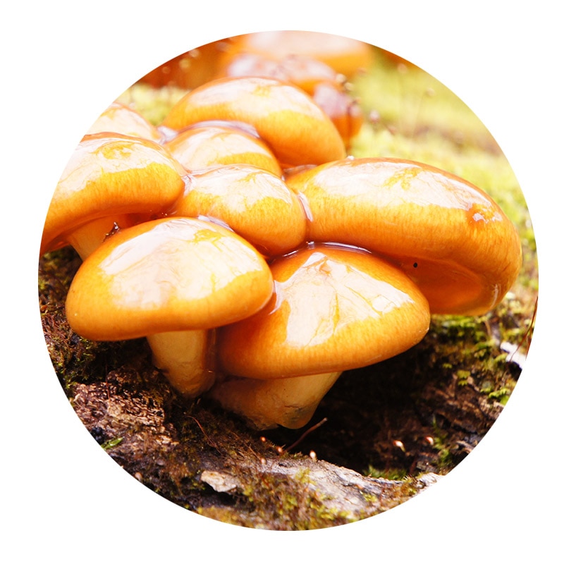 ボタニカルプロテクト成分