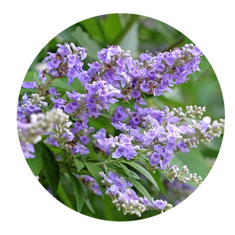 セイヨウニンジンボク果実エキス