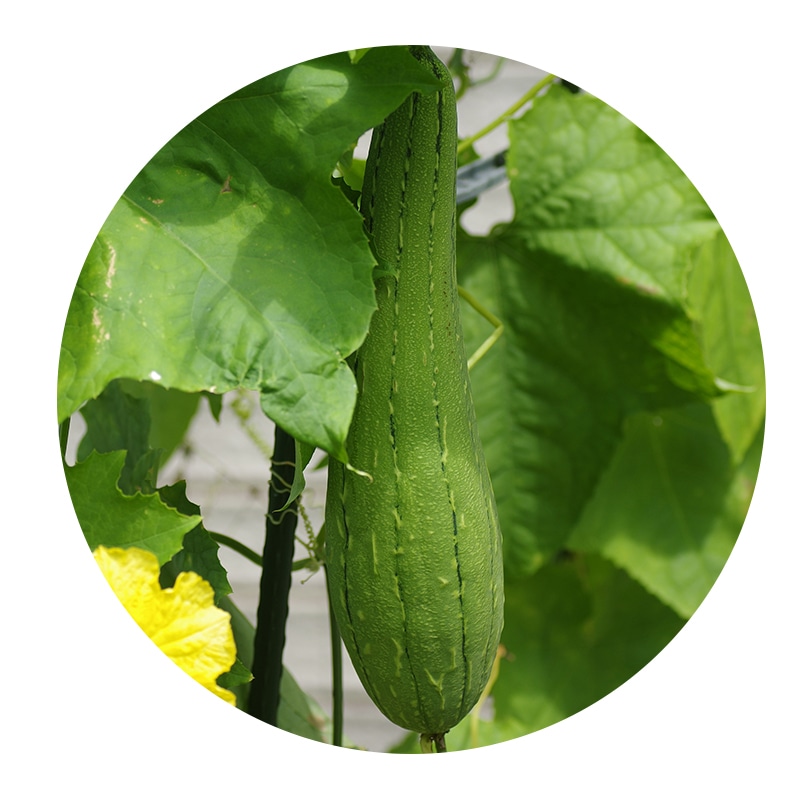 ヘチマ根エキス