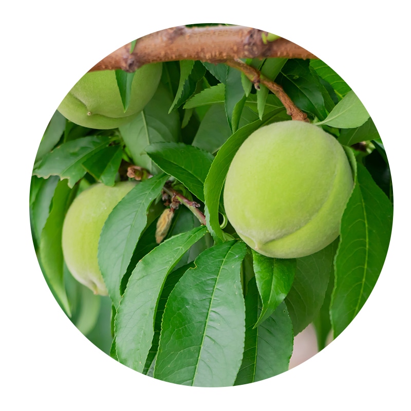 モモ果実エキス