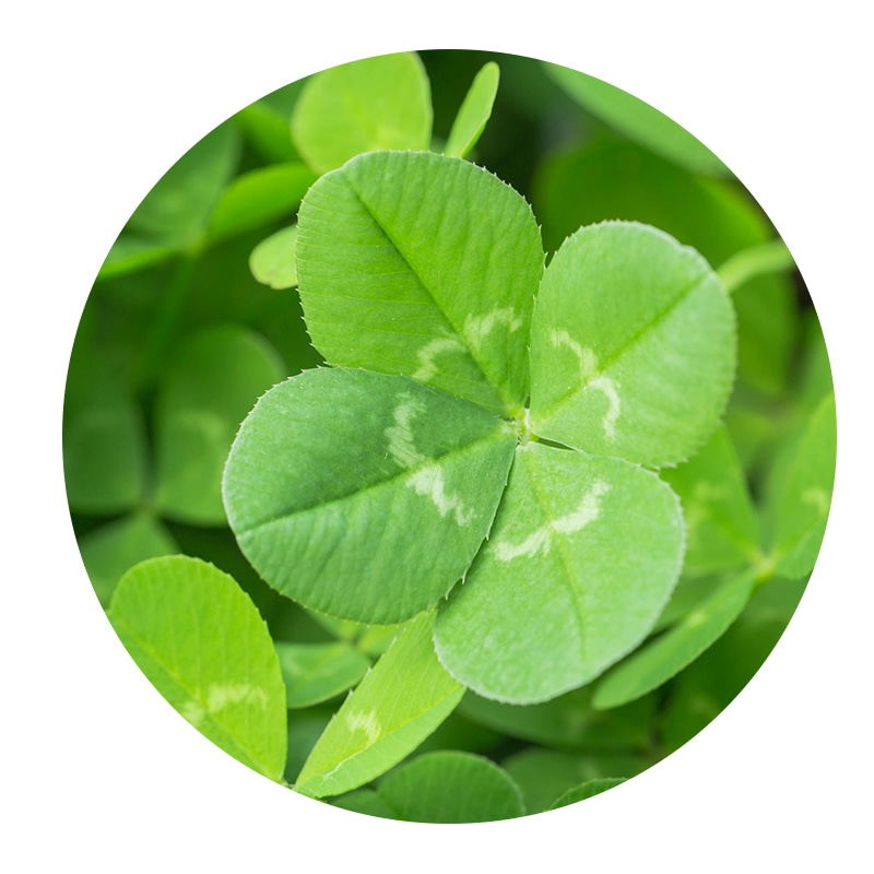 シロツメクサエキス