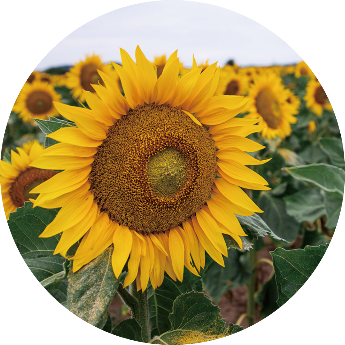 ヒマワリ畑とヒマワリの花