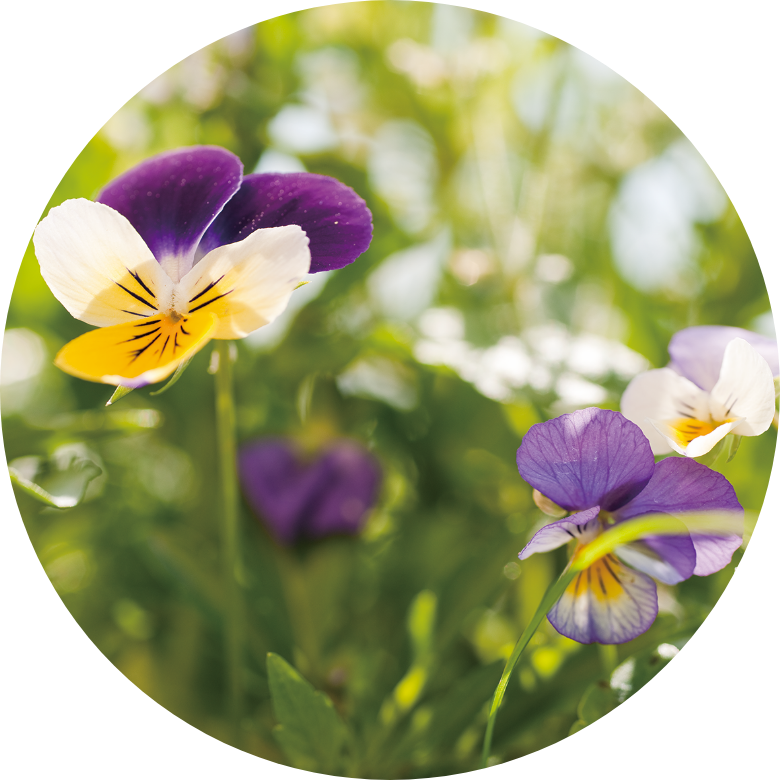 サンシキスミレ