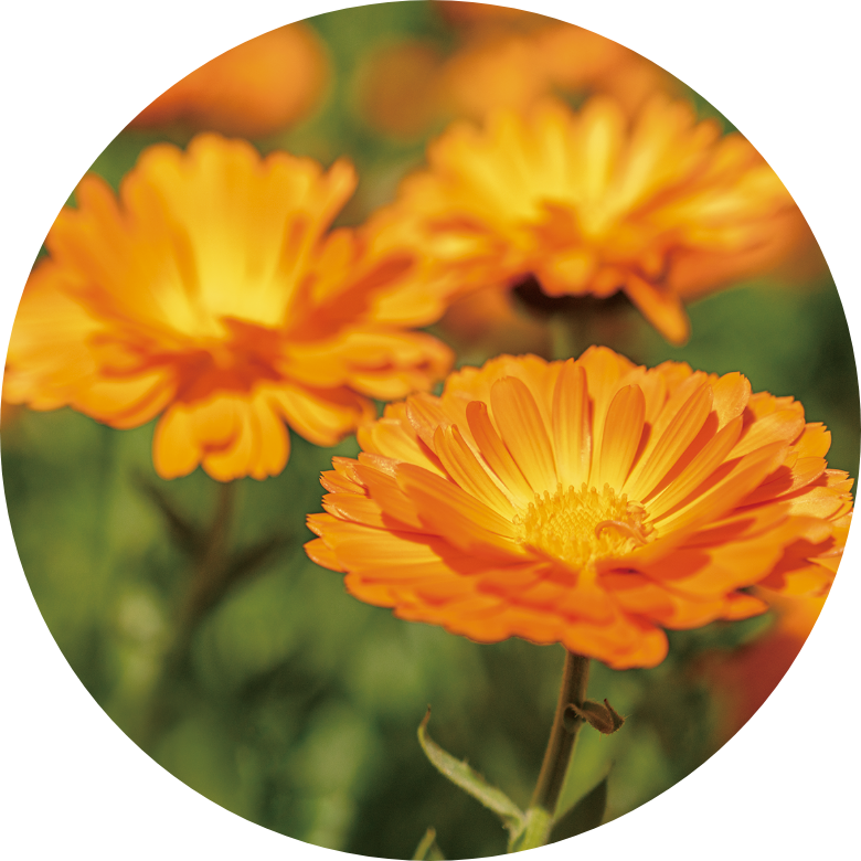 トウキンセンカ（カレンデュラ）